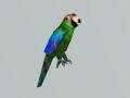 Utherverse Animals Parrot Green