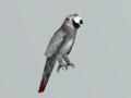 Utherverse Animals Parrot Gray