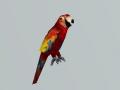 Utherverse Animals Parrot Red