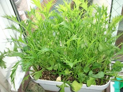 室内栽培の水菜とルッコラ